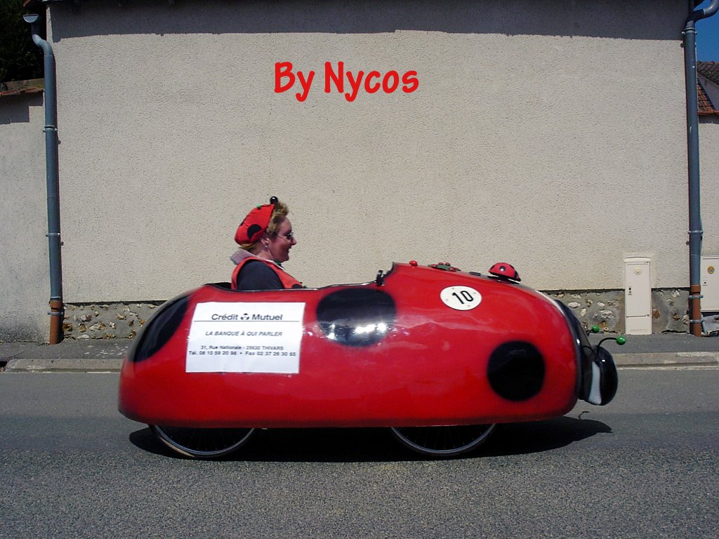 Coccinella 026.jpg